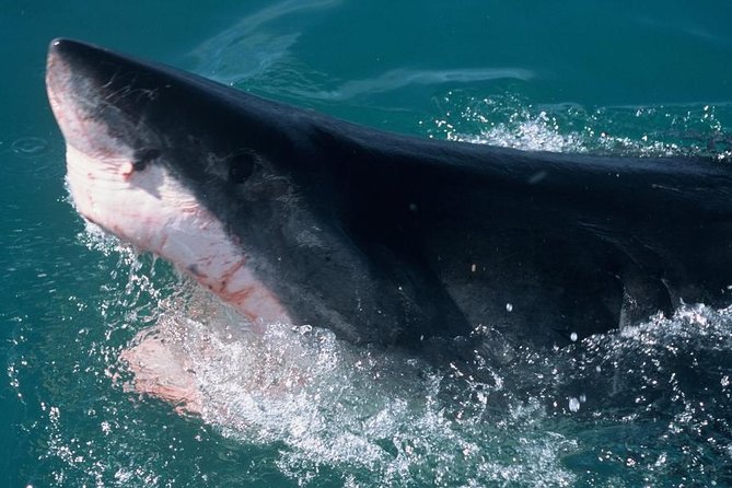 Shark Cage dive in Gansbaai see Bronze & Other, sometimes Great Whites - Who will get the most from this outing