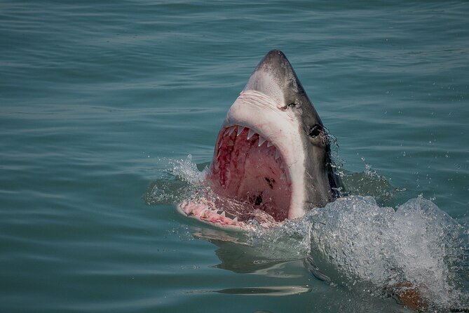 Shark Cage dive in Gansbaai see Bronze & Other, sometimes Great Whites - The value of meals, equipment, and transport
