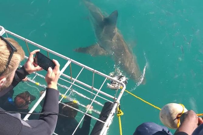 Shark Cage Diving - What the Educational Portion Adds