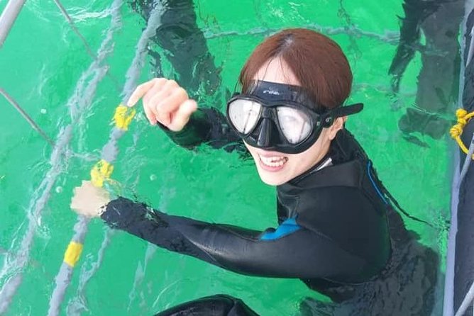 Shark Cage Diving - Practical Advice Before You Go