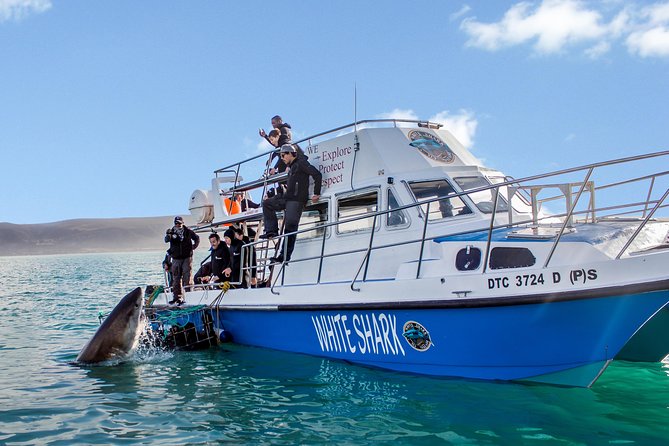 Shark Cage Diving - Adventure Meets Conservation! - Meeting great whites off Gansbaai