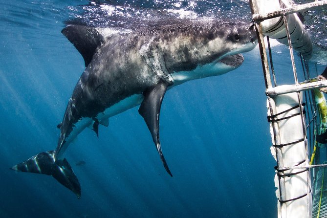 Shark Cage Diving - Adventure Meets Conservation! - Getting ready for the eight-person cage