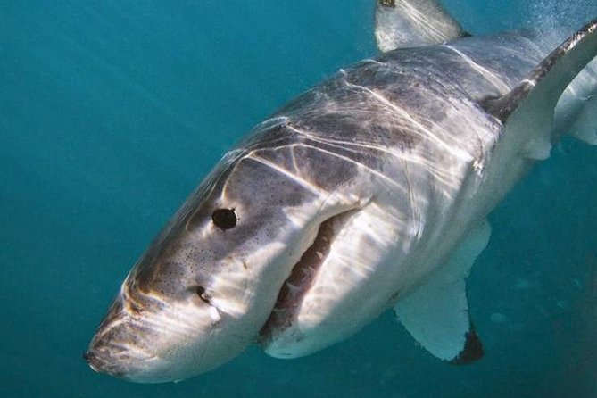 Shark Cage Diving - Adventure Meets Conservation! - Guides, safety, and the conservation message