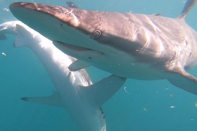 Shark Cage Diving - Adventure Meets Conservation! - Is $143.78 a fair price?