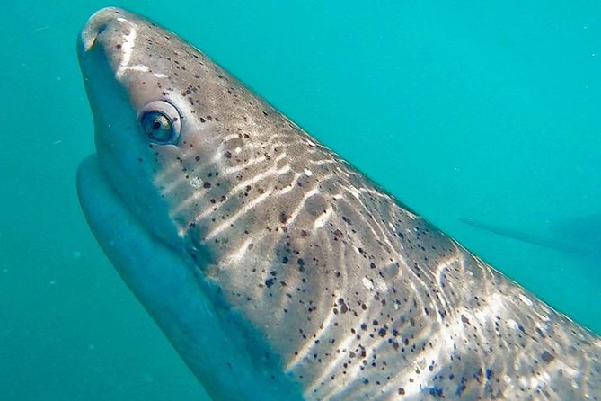Shark Cage Diving - Adventure Meets Conservation! - Booking advice and cancellation terms
