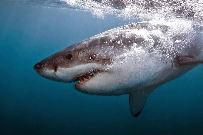 Shark Cage Diving - Adventure Meets Conservation! - What you might see below the surface