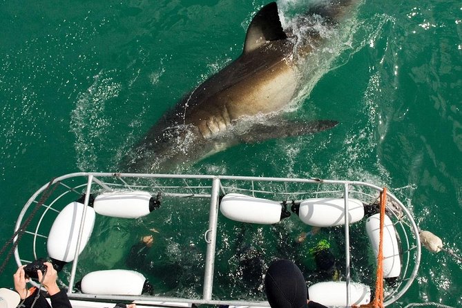 SHARK CAGE DIVING and VIEWING (Incl. transfers from Cape Town) - Leaving Cape Town before sunrise