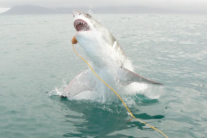 SHARK CAGE DIVING and VIEWING (Incl. transfers from Cape Town) - The 20-minute run to Shark Alley