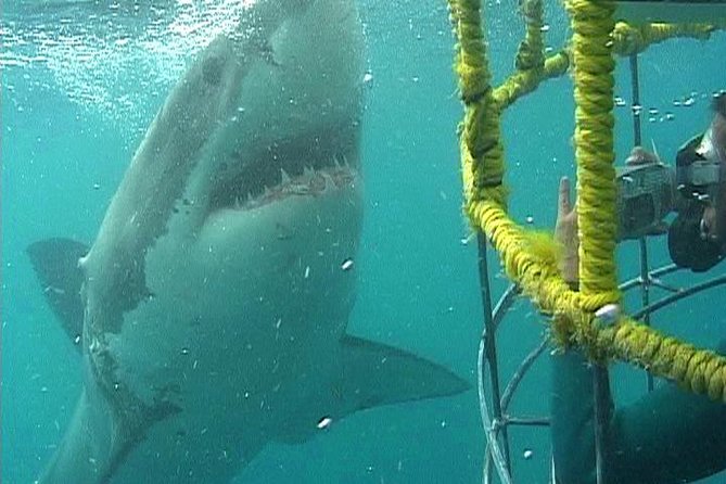 SHARK CAGE DIVING and VIEWING (Self Drive) - Key points at a glance