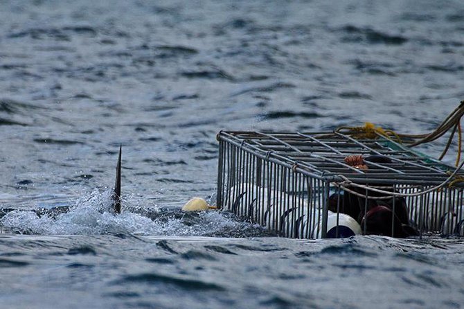 SHARK CAGE DIVING and VIEWING (Self Drive) - The 20-minute ride to Shark Alley