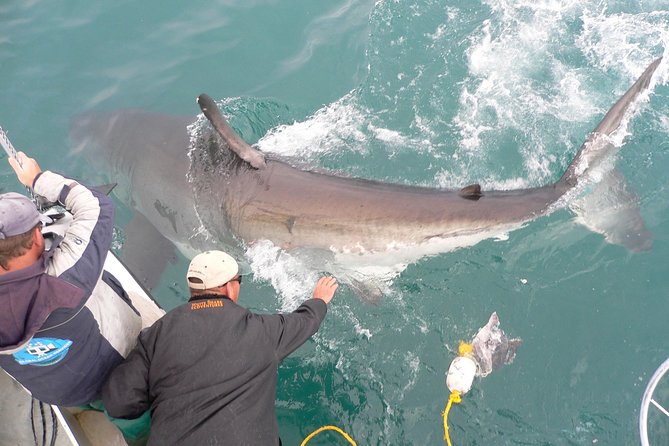 SHARK CAGE DIVING and VIEWING (Self Drive) - Gear, warmth, and the useful comforts