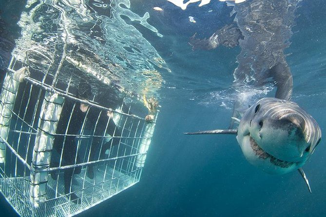 SHARK CAGE DIVING and VIEWING (Self Drive) - What the $131.60 price buys you