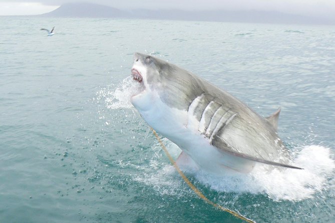 SHARK CAGE DIVING and VIEWING (Self Drive) - Choosing the cage or the deck