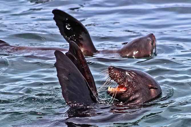 Shark Cage Diving and Viewing with transport from Cape Town - A short boat ride toward Dyer Island