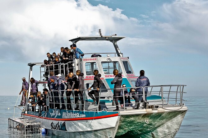 Shark Cage Diving and Viewing with transport from Cape Town - What you might see near the cage