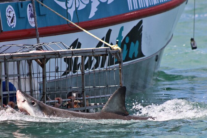 Shark Cage Diving and Viewing with transport from Cape Town - The ethics of meeting wild sharks