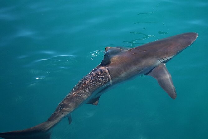 Shark Cage Diving and Viewing with transport from Cape Town - Is $251.05 a fair price?
