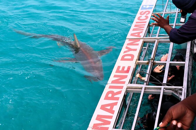 Shark Cage Diving and Viewing with transport from Cape Town - Breakfast, briefing, and wetsuit time at the Great White House
