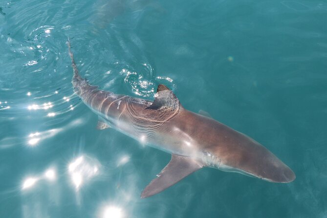 Shark Cage Diving and Viewing with transport from Hermanus - From Hermanus to Gansbaai before sunrise