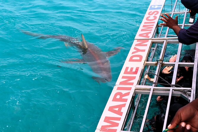 Shark Cage Diving and Viewing with transport from Hermanus - Breakfast, soup, and the practical side of the day