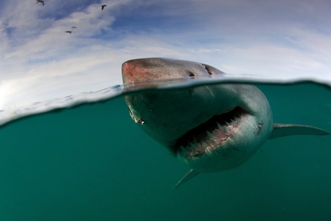 Shark Cage Diving Cape Town - Why this Cape Town shark trip feels personal