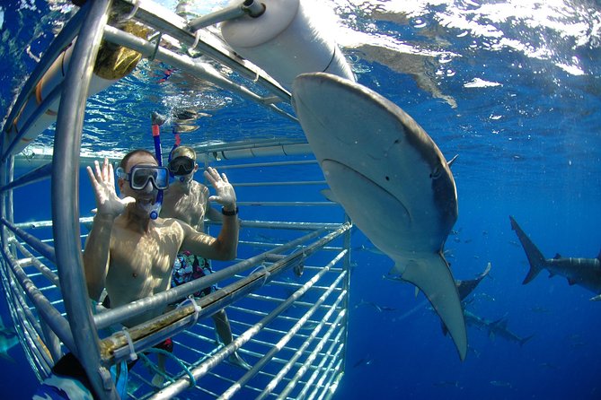 Shark Cage Diving on Oahu’s North Shore - A close look at Oahu’s North Shore sharks