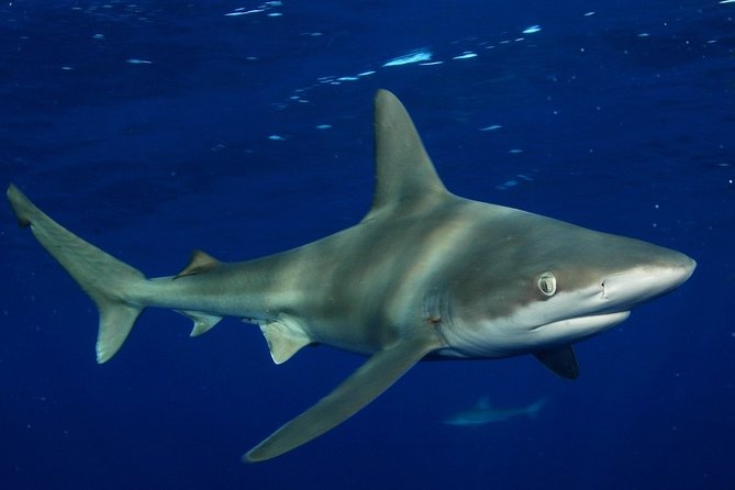 Shark Cage Diving on Oahu’s North Shore - The observer ticket and who should use it