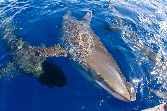 Shark Cage Diving on Oahu’s North Shore - Is $100 a fair price?