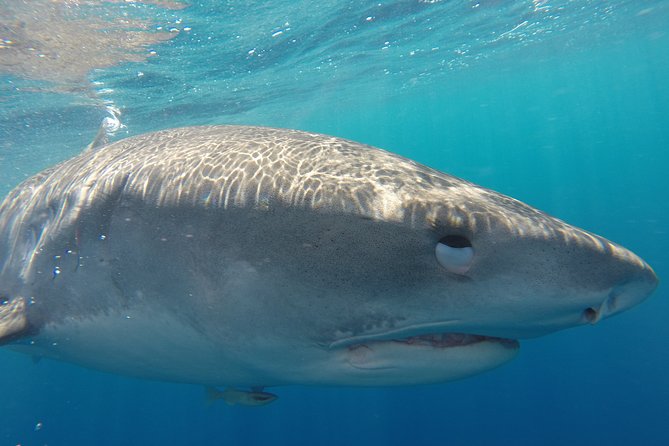 Shark Cage Diving on Oahu’s North Shore - What the floating cage is really like