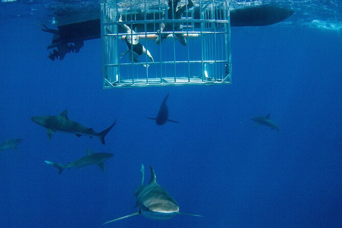 Shark Cage Diving On "The World Famous North Shore of Oahu", Hawaii - Leaving Haleiwa for the North Shore