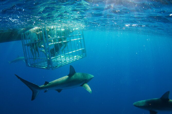 Shark Cage Diving On "The World Famous North Shore of Oahu", Hawaii - The double-hull boats and why they matter