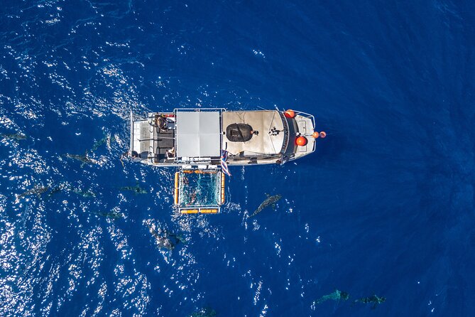 Shark Cage Diving On "The World Famous North Shore of Oahu", Hawaii - How much cage time should you expect?