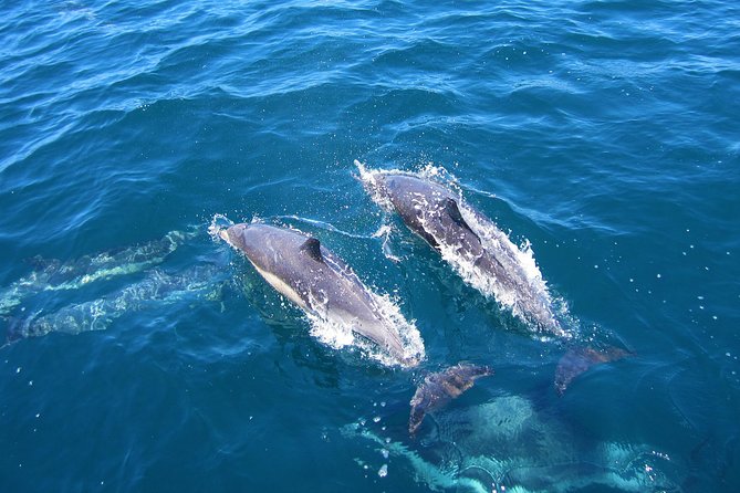 Shark Cage Diving Tour from Cape Town - Reaching Shark Alley by boat