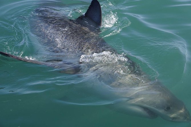 Shark Cage Diving Viewing Only - Why watch sharks from the deck?