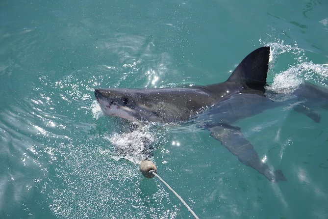 Shark Cage Diving Viewing Only - Meals make the four-and-a-half-hour schedule easier