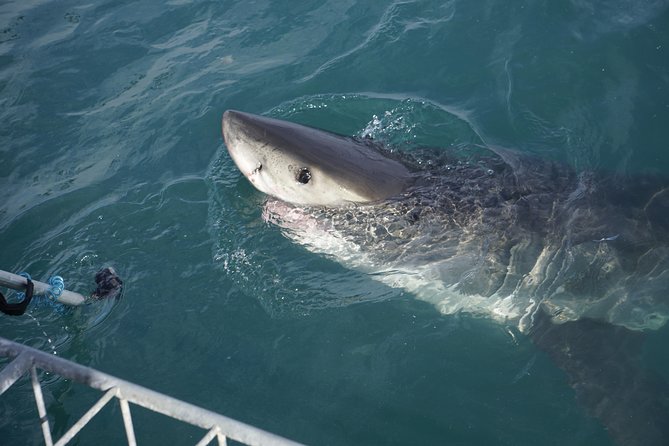 Shark Cage Diving Viewing Only - The no-sighting policy matters