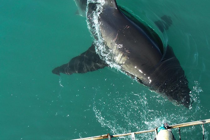 Shark Cage Diving Viewing Only - The 20-minute boat ride to the site
