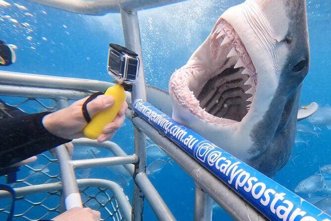 Shark Cage Diving with transport from Cape Town - From Cape Town to Gansbaai: the day starts early