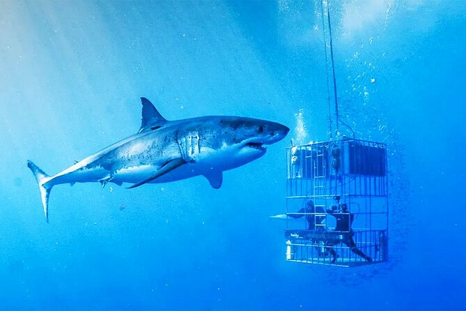 Shark Cage Diving with transport from Cape Town - Breakfast and preparation at the Great White House