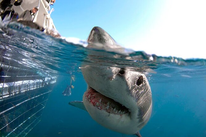 Shark Cage Diving with transport from Cape Town - What the cage setup is like