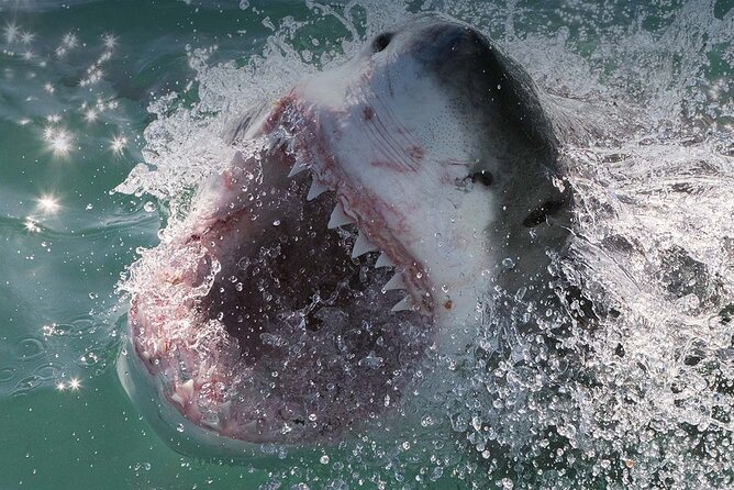 Shark Cage Diving with transport from Cape Town - Who will enjoy this Cape Town outing?