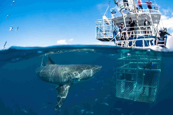 Shark Cage Diving with transport from Cape Town - A short boat ride toward Dyer Island