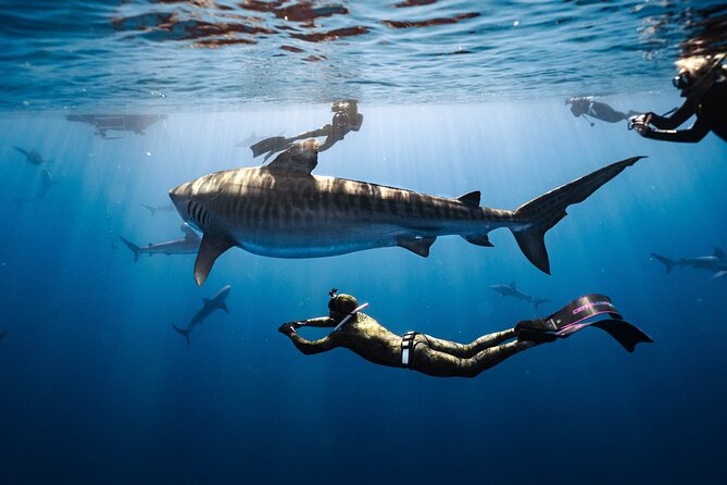 Shark Dive Private Charter No Cage - Meeting the boat in Haleiwa