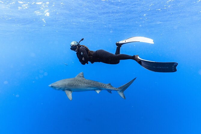 Shark Dive Private Charter No Cage - What the private charter changes