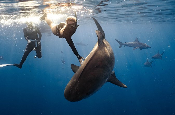 Shark Dive Private Charter No Cage - Why morning may be the better choice