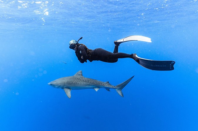 Shark Dive Private Charter No Cage - Photography packages after the swim