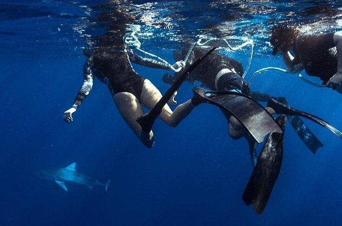 Shark Dive Private Charter No Cage - A careful look at the $824 price