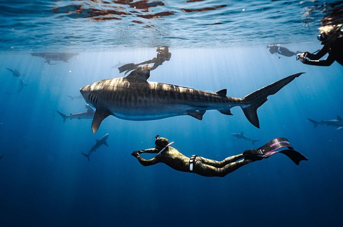 Shark Dive Private Charter No Cage - Who should book this experience
