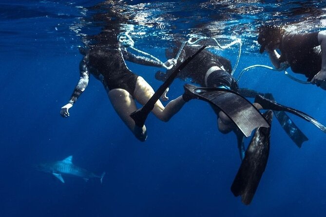 Shark Dive Private Charter No Cage - How the water portion works