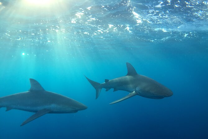 Shark-Dive Tour on Oahu's North Shore - Meeting sharks three miles off Haleiwa